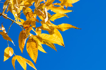 gelbe Bl&auml;tter vor blauem Himmel