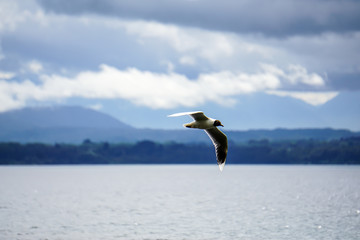 seagull on the beach