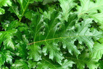 reen leaves dark background,natural green leaves texture for a background