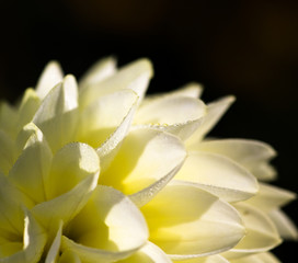 wei&szlig;e Dahlienbl&uuml;te