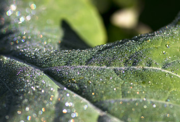 gr&uuml;nes Blatt mit frischem Tau