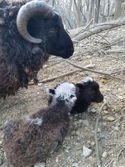 Shetland Sheep