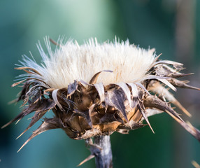 Kopf einer trockenen Diestel