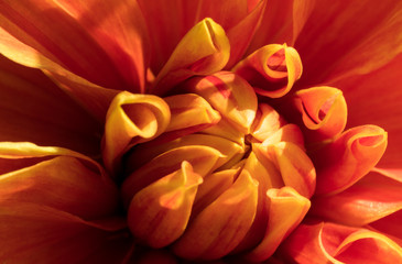 Makrofoto einer orangenen Dahlienbl&uuml;te