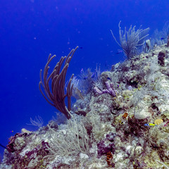 Naklejka na ściany i meble Corals underwater, Belize Barrier Reef, Belize