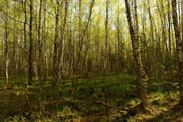 Birch trees in green young leaves in the spring forest in the light of the morning sun