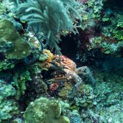 Crab with corals underwater, Belize