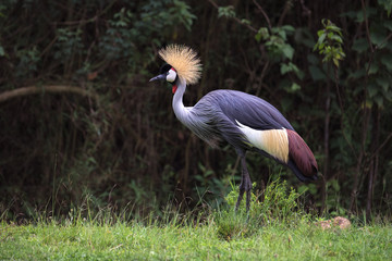 Crowned crane the Bird Park (Brazil, Iguazu falls)