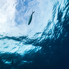 Fish underwater, Belize