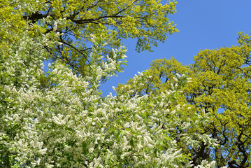 Blossoming bird cherry tree.