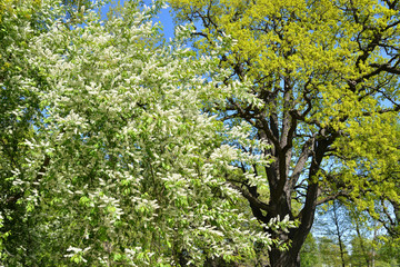 Obraz premium Blossoming bird cherry tree.