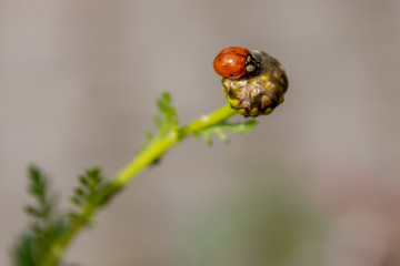 Frisch geschlüpfter Marienkäfer auf einer Blüte mit unscharfem Hintergrund und copy space
