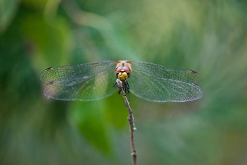 beautiful dragonfly's birthday