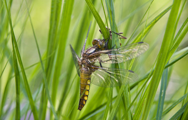 beautiful dragonfly's birthday