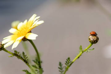 Frisch geschlüpfter Marienkäfer auf einer Blüte mit unscharfem Hintergrund und copy space