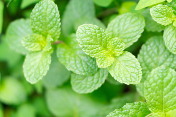 Closeup fresh pepper mint in pot, herb and health care concept, selective focus
