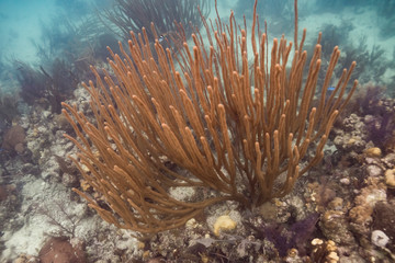 Naklejka na ściany i meble Corals underwater, Turneffe Atoll, Belize Barrier Reef, Belize