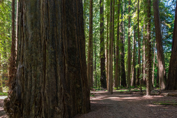 Founder's Grove in Humboldt Redwoods State Park, California, USA