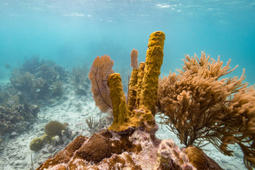 Corals underwater, Turneffe Atoll, Belize Barrier Reef, Belize - 269419601