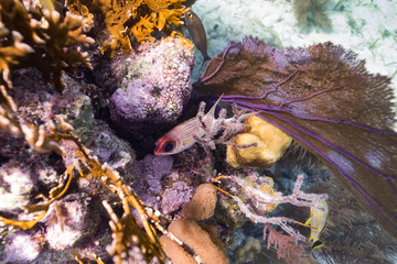 Fish and Corals underwater, Turneffe Atoll, Belize Barrier Reef, Belize