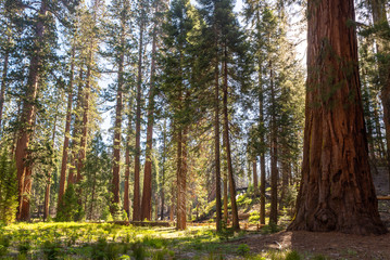 Mariposa Grove, Yosemite National Park, California, USA