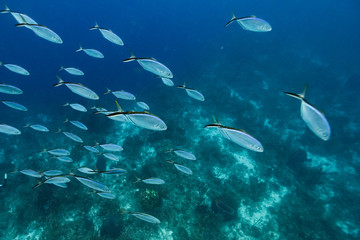 Fototapeta na wymiar Fish underwater, Belize Barrier Reef, Belize