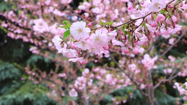 Blooming pink sacura trees. Cherry trees blooming
