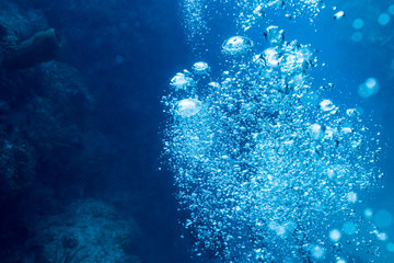Fototapeta na wymiar Bubbles formation by jellyfish underwater, Tarpon Cayes, Belize Barrier Reef, Lighthouse Reef, Belize