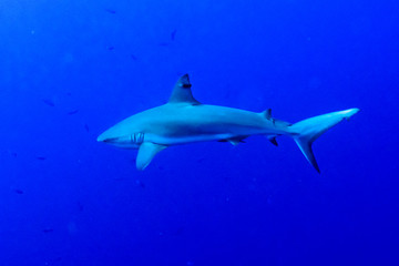 Grey Reef Shark (Carcharhinus amblyrhynchos) underwater, Tarpon Cayes, Belize Barrier Reef, Lighthouse Reef, Belize