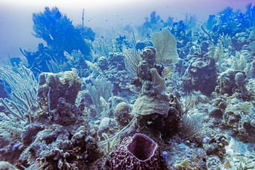 Coral reef underwater, Dive Site, East Wall, Belize