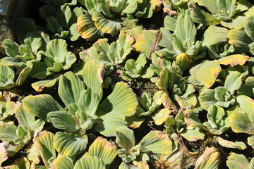 Madeira Botancial Garden