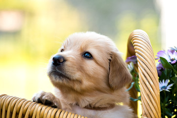 cute puppy dog lover hundewelpen hoverwart blond tierbabys haustier hund vierbeiner welpe wachhund...