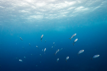 Obraz na płótnie Canvas Fish underwater, Belize Barrier Reef, Belize