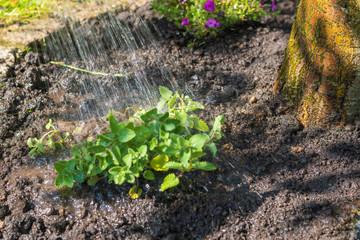 Pflanzen giessen im Garten