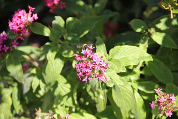Madeira Botancial Garden