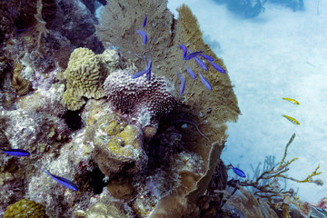 Coral reefs underwater, Tarpon Cayes, Belize Barrier Reef, Lighthouse Reef, Belize