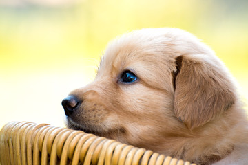 cute puppy dog lover hundewelpen hoverwart blond tierbabys haustier hund vierbeiner welpe wachhund...
