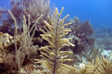 Fototapeta na wymiar Coral reefs underwater, Belize