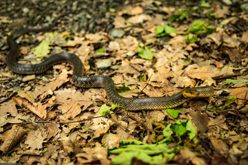 Big long snake in Hungarian wilderness