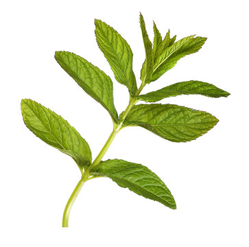 Peppermint herb plant, isolated