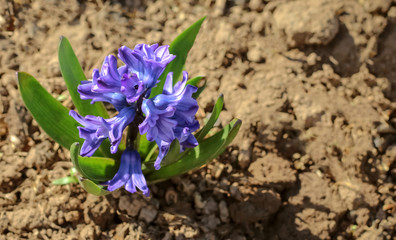 Growing hyacinth flowers in the home garden is a symbol of early spring.copy space