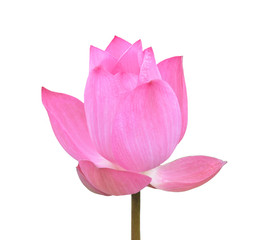 Pink lotus isolated on white