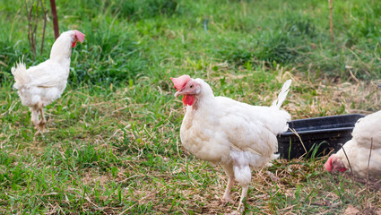 White adults funny chicken walking in the yard