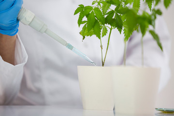 Watering cannabis plants in the laboratory.
