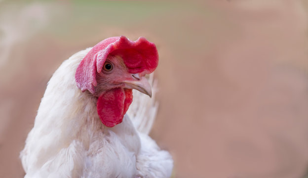 Portrait of a funny white chicken with a large red crest on blurred background with copy space