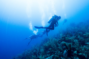Scuba divers underwater, Dive Site, East Wall, Belize - 269422013