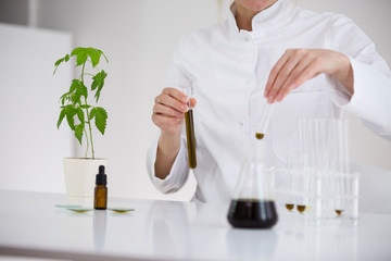 Scientist working with pharmaceutical cbd oil in a laboratory with a glass equipment