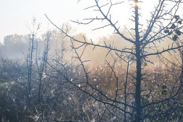 Fototapeta na wymiar >closeup bush with thorns in a morning mist
