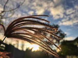 grass and sky