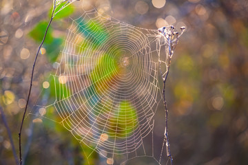 closeup wet spider web on the bush branches at the early morning, natural background